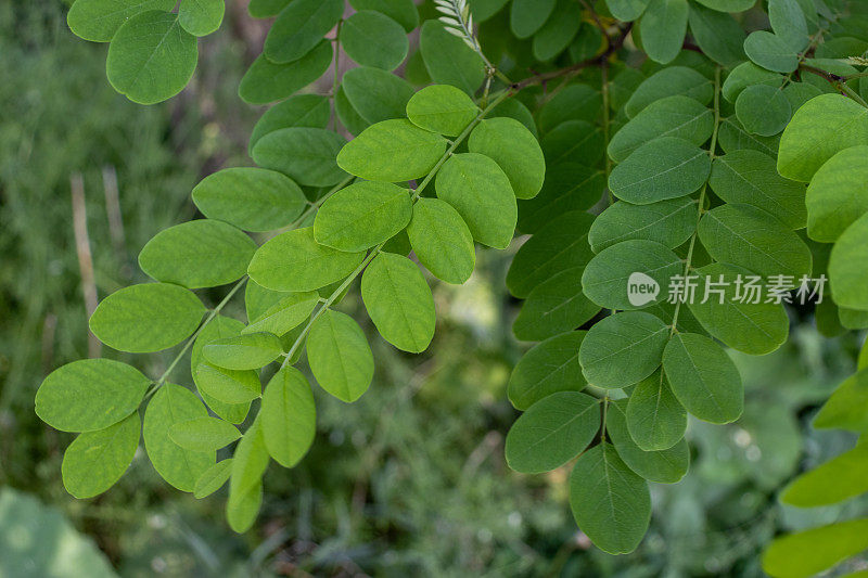 Close-up image of a branch of a tree with green leaves arranged in an alternate pattern - blurred background consisting of green foliage taken during the day